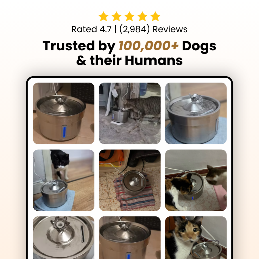 ÉlevéPaws Stainless Steel Pet Water Fountain – 4L Fresh Flow Hydration Bowl